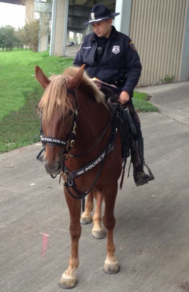 Charlotte the horse before her death with Officer D. Herrejon of the Houston Police Department. Picture: Houston Police Department