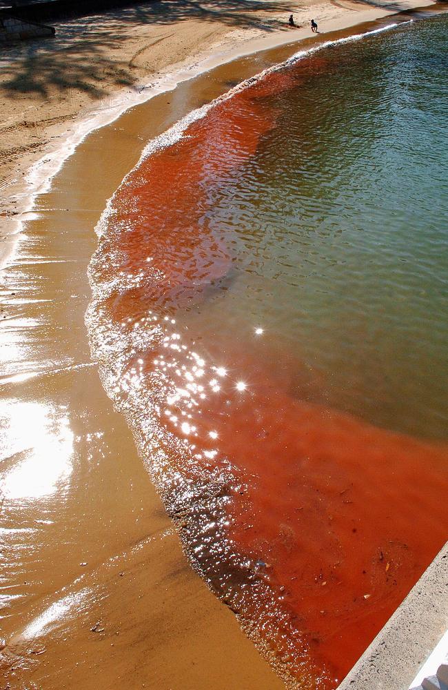 Red algae in Manly Cove, near the old Ocean World aquarium, in 2006.Picture: Martin Lange