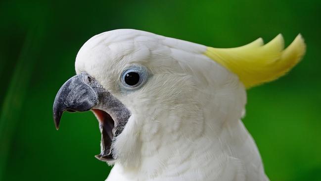 Beautiful white Cockatoo, Sulphur-crested Cockatoo (Cacatua galerita) for Don Knowler column in Sunday Tasmanian.