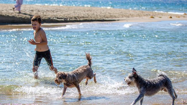 Austin Agg having fun with his dogs Ruffy and Remy on Kingston beach. Picture: Linda Higginson