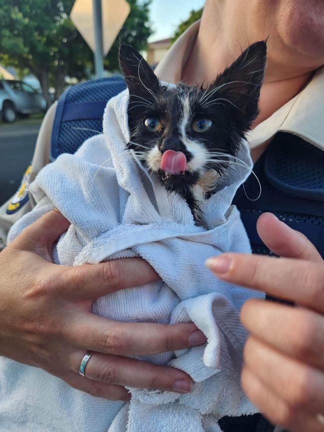 A kitten was rescued from a sewer by a generous plumber alerted by a concerned couple. Picture: Supplied