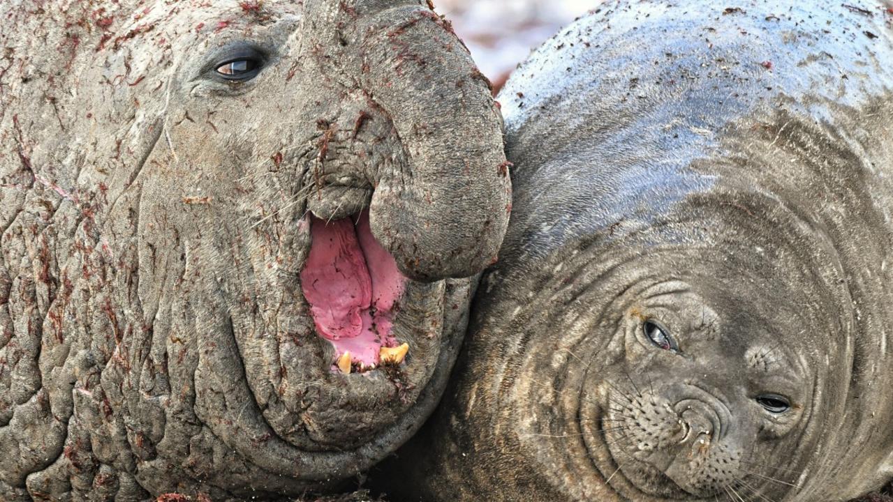 I had to stay late at work, South sea elephant (Mirounga), Isla Escondida, Chubut, Patagonia Argentina. Picture: © Luis Burgue/Comedy Wildlife Photo Awards 2020