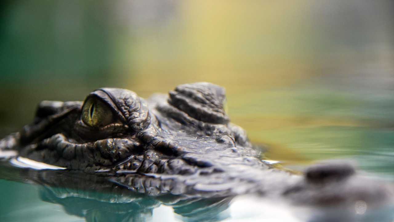 CROC ALERT: Crocodile spotted in Boyne River | The Courier Mail