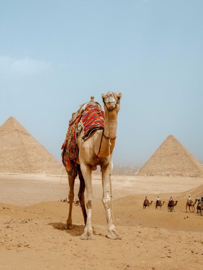 Camels at Giza.