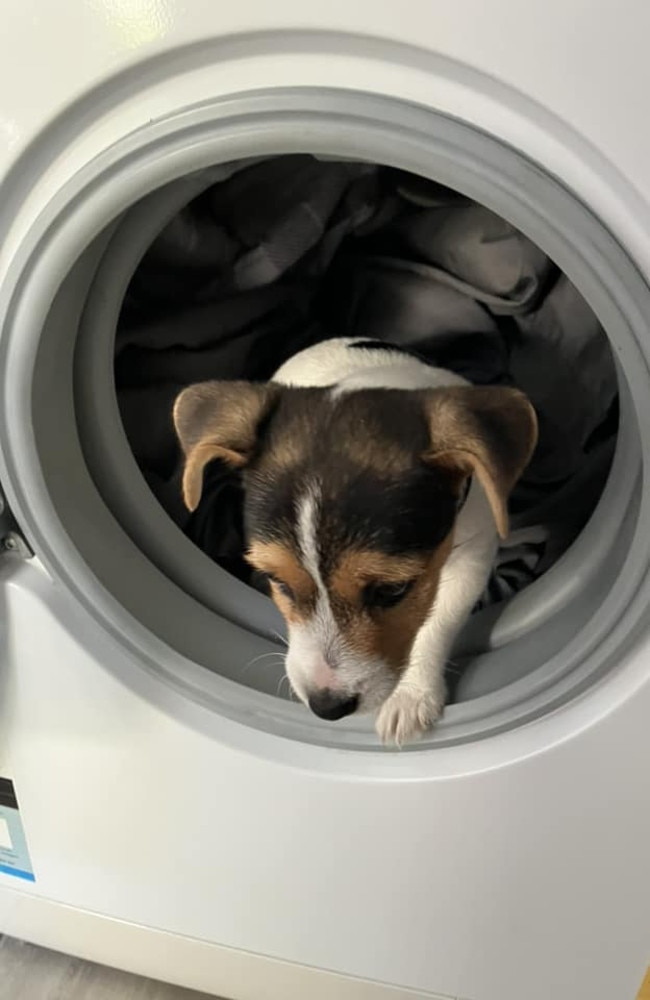 Lily: Peter Charman's 3 month old Jack Russell