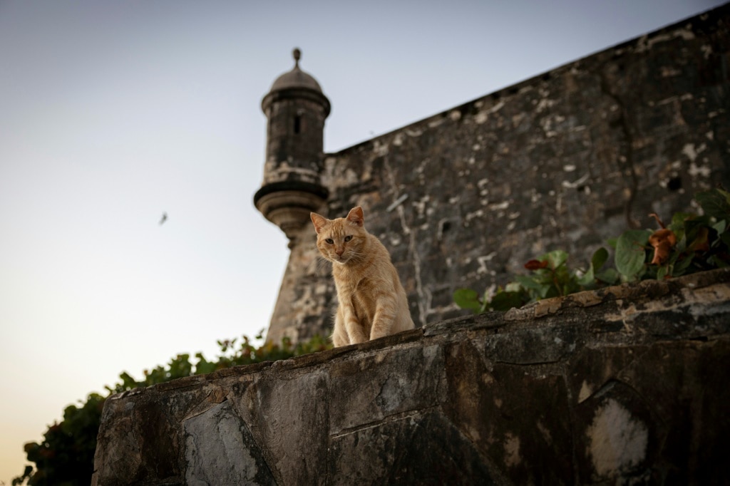 Hissed off: San Juan cat removal plan prompts outcry, lawsuit