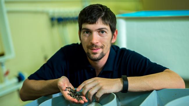 Ben Cameron holding oyster spat. Picture: Supplied.