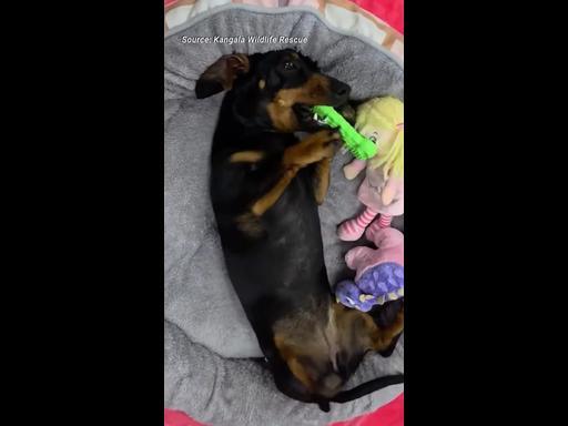 Valerie the formerly missing sausage dog playing