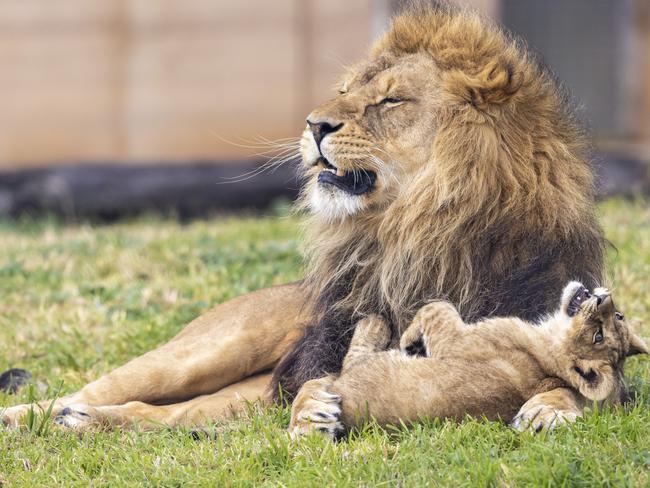 The zoo said the lions were no harmed during their adventure. Picture: Rick Stevens