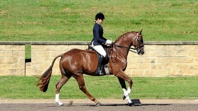 Jayde Novak competing in the Hack Show Horse classification at the Australian Interschool Equestrian Championships in Sydney. Monday 26/09/16. Picture: OZ SHOTZ