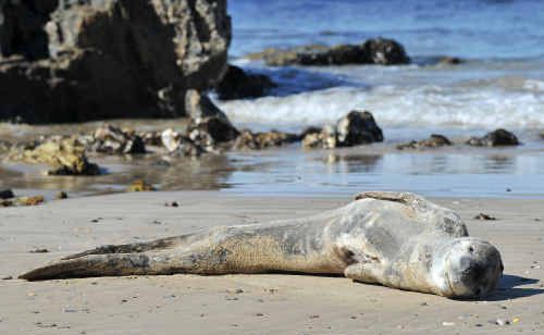 Leopard Seal Holidaying In Coffs Daily Telegraph