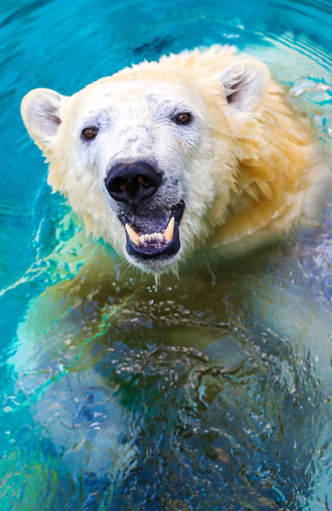 Seaworld polar bear Mishka is eagerly awaiting the return of visitors. Picture: NIGEL HALLETT