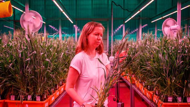 Associate Professor Bettina Berger says the different colour LED lights can grow plants to be shorter or bushier. Picture Matt Turner