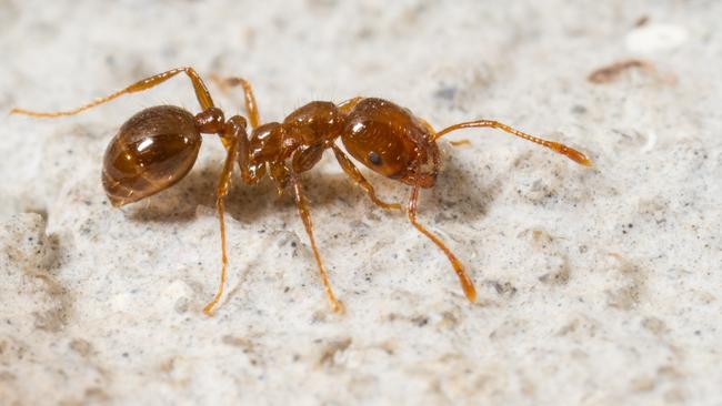 Example of a fire ant.