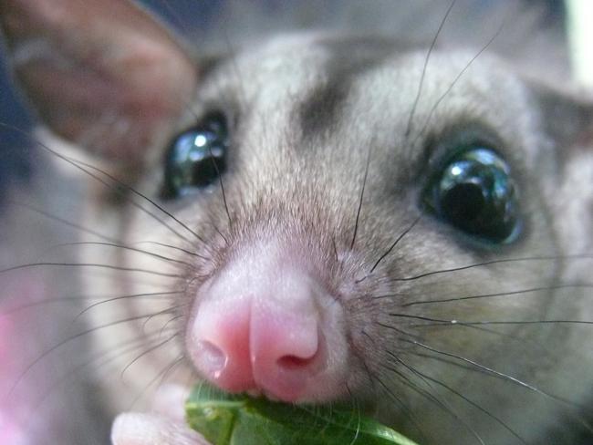 Warrami. the mahogany glider nibbles on a leaf while being cared for by Daryl Dickson. (Image Supplied)