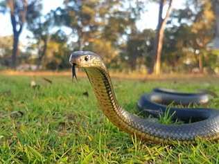 COOL HEAD: Keep them calm and limit movement is the advice for victims of snake bites from the state ambulance service. Picture: Samuel Hunt