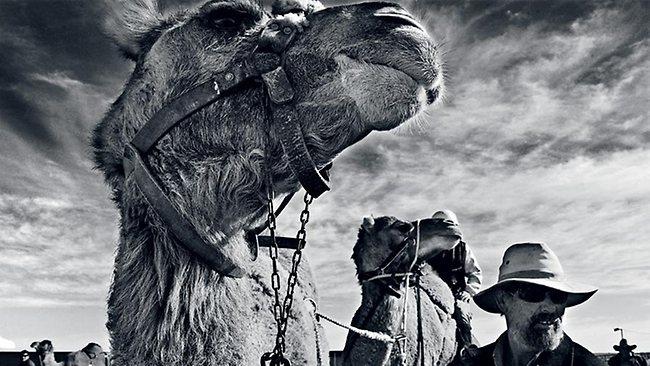 Camel races Marree