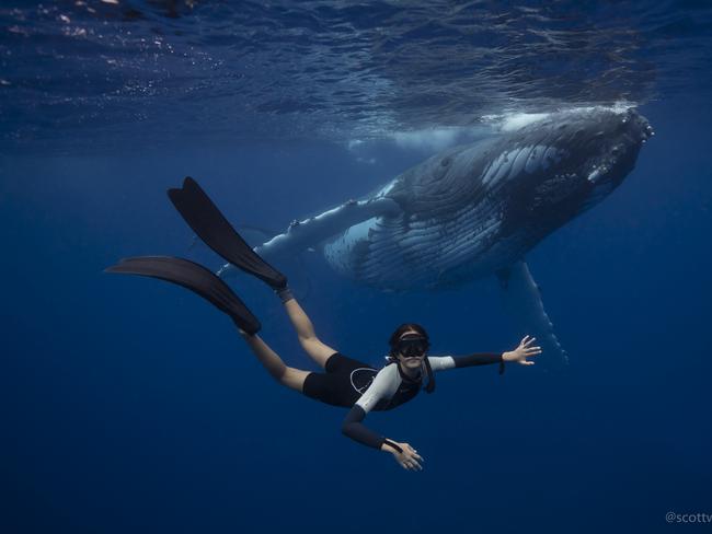 Byron Shire local Scott Wilson from Get Down Whale Watching has successfully completed a trial run of swimming with humpback whales off the Brunswick Heads/Byron Bay coast. He has been running swim trips to Tonga for three years. Photo: Scott Wilson MUST CREDIT