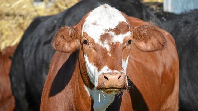 SRC have approved of an expansion to the Winya abattoir. Picture: Jodie Dixon