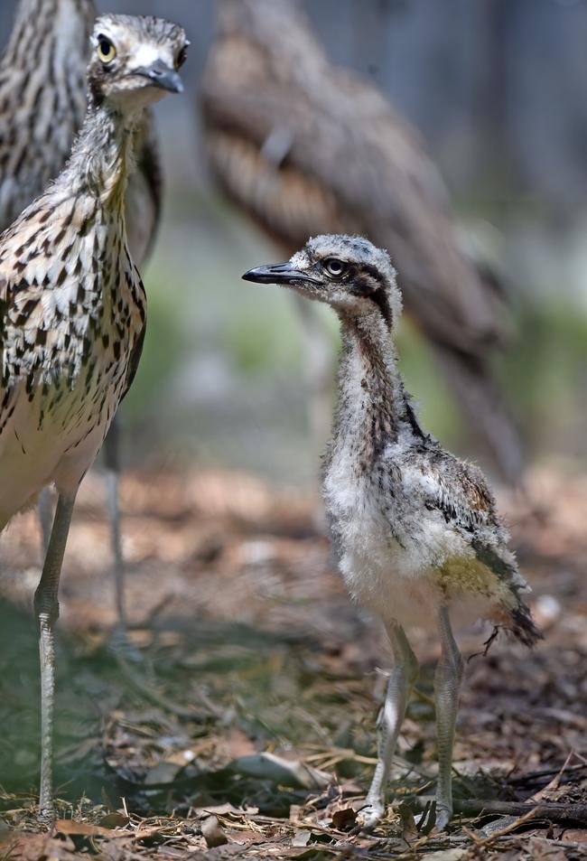 Only six breeding pairs remain in the wild on the Central Coast.