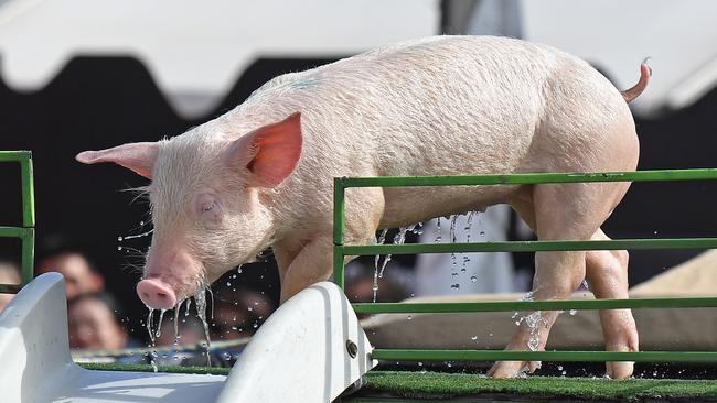 The flying pig show at the Royal Adelaide Show. Picture: Tom Huntley