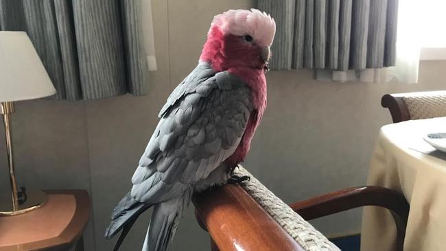 ‘Can I order room service?’ ... Harri the Galah chills out in his luxury suite on the Sea Princess. Photo: Supplied