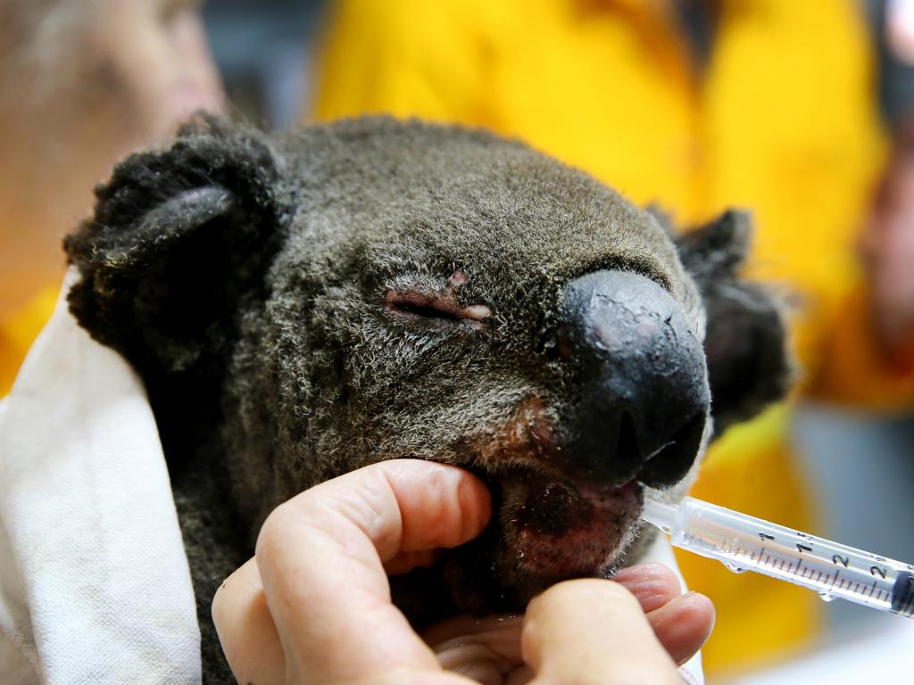 Volunteers from the Port Macquarie Koala hospital treat a burnt koala. Picture: Nathan Edwards