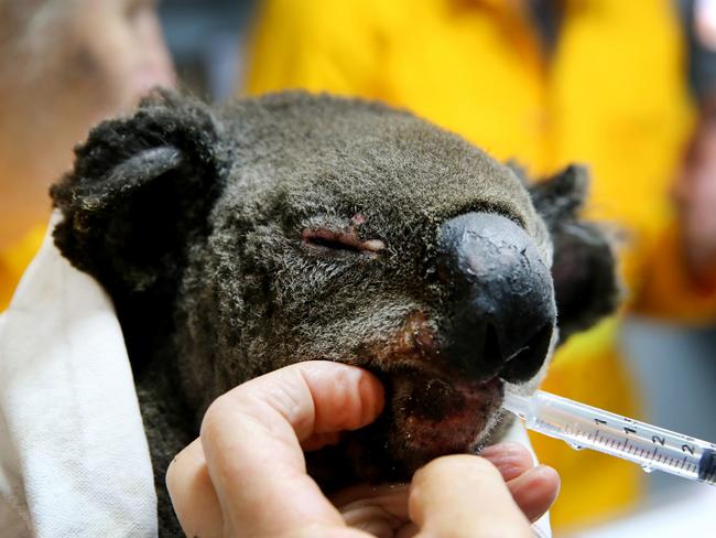 Volunteers from the Port Macquarie Koala hospital treat a burnt koala. Picture: Nathan Edwards