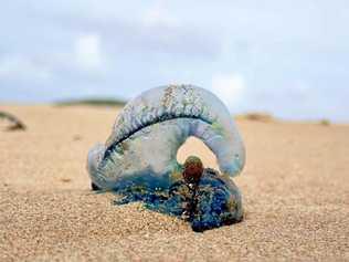 OUCH: A blue bottle jellyfish. Picture: Karen Longworth Browne