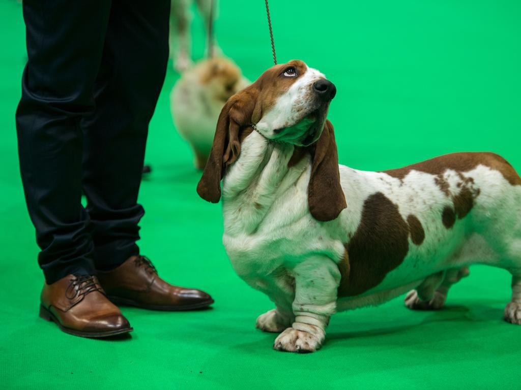 A man from Romania displays his basset hound dog in a show ring as they take part in the Eukanuba World Challenge competition on the first day of the Crufts dog show at the National Exhibition Centre. Picture: AFP