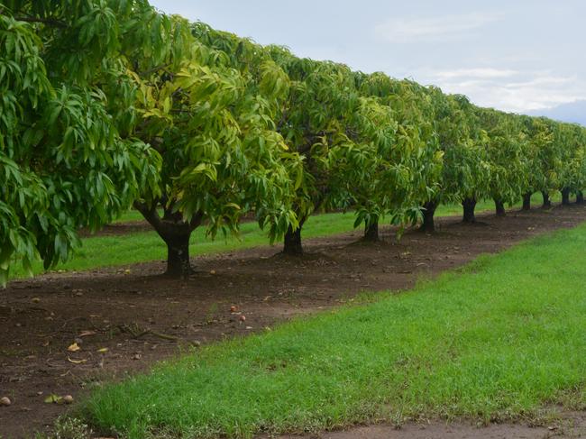 Darling Downs farms to be used for COVID quarantine as workers flock to region