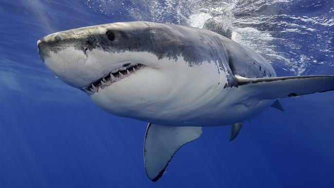 A great white sharks is believed to be responsible for the death of a Victorian teenager in 1930. Picture: supplied, Discovery channel.