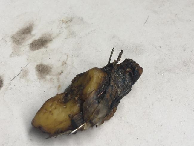 Dog poo with large, bent needles embedded in it was thrown onto the family’s balcony as a threat.