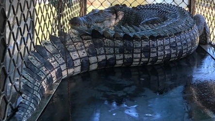 The Department of the Environment, Tourism, Science and Innovation said on Friday that it had captured a saltwater crocodile measuring almost 3 metres long near Aplins Weir on the Ross River. A second saltie, also known as an estuarine crocodile, sighted in the same area has been targeted for removal. Picture: Supplied