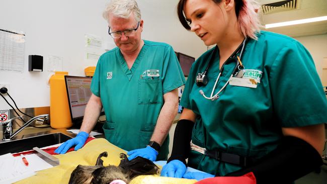 Currumbin Wildlife Hospital’s senior vet Dr Michael Pyne assists Vet Tina Tugwell during a period that the hospital is having record admissions. Photo: Scott Powick