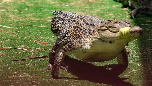 Berry Springs Croc Races celebrating the Melbourne Cup Picture: Glenn Campbell