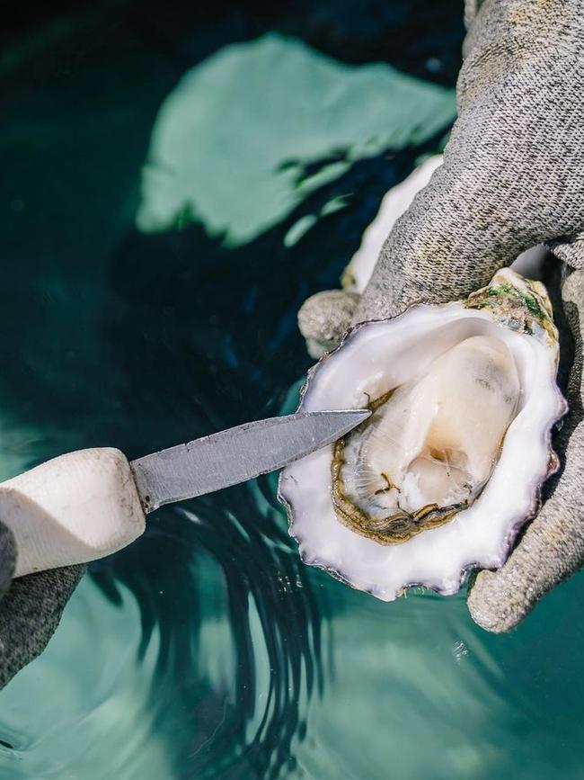 Nothing beats a Coffin Bay oyster shucked at the source. Picture: Experience Coffin Bay