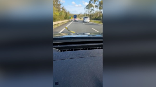 Stowaway snake surprises couple as they drive along NSW highway