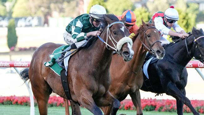 Mount Rinjani should continue to develop when he heads to Cranbourne on Saturday. Picture: Racing Photos via Getty Images.