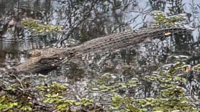 Kaye Pam posted to Facebook images of a suspected-one-metre crocodile at the popular dog walking spot Marlow Lagoon Dog Park. Picture: Kaye Pam