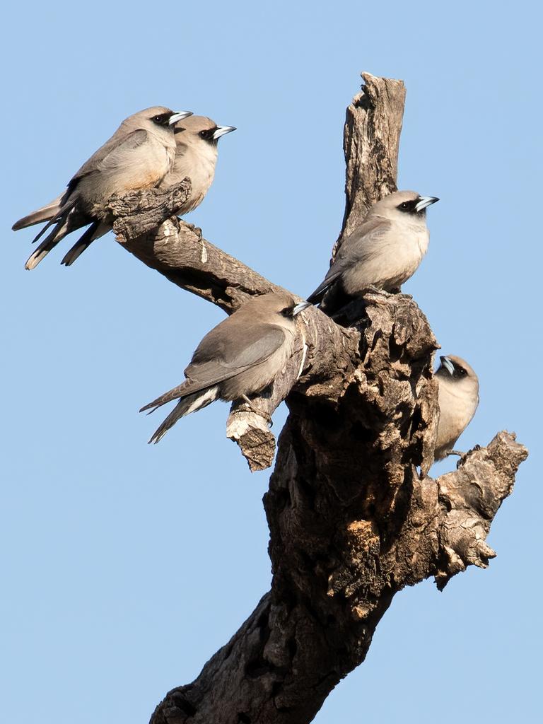 Julie Ramsey's photo of a group of Black-faced Woodswallows. Flashes of Colour exhibition.