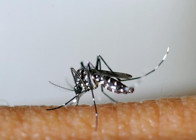 Dengue, which is sometimes fatal, is transmitted via the bites of infected mosquitoes