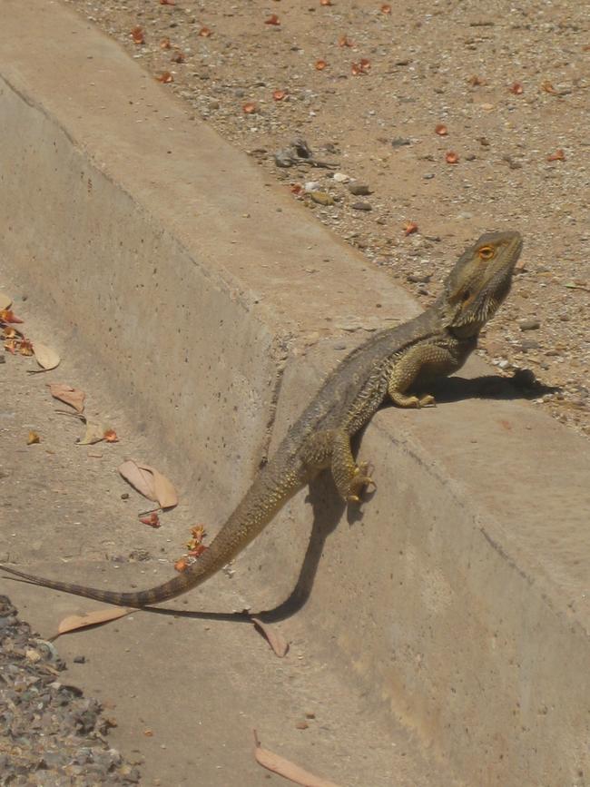 A bearded dragon on a kerb in Hawker. Picture: Jill Pengelley