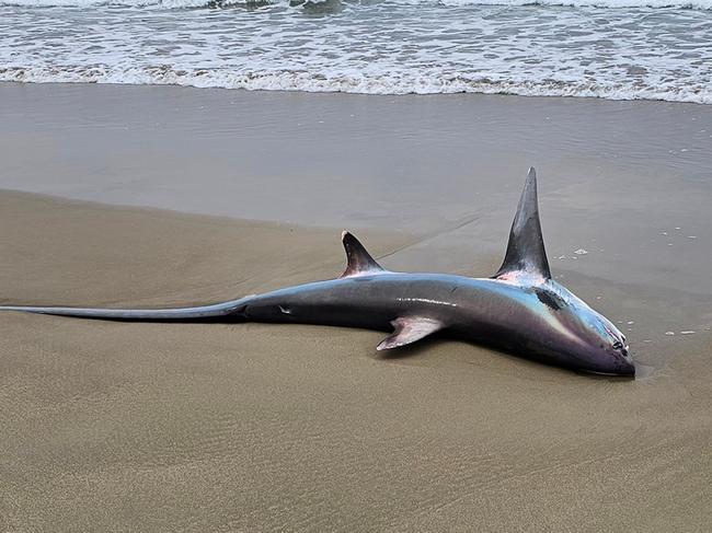 A dead thresher shark was found washed up on Seven Mile Beach in the Shoalhaven.. Picture: Facebook / Trapman Australia