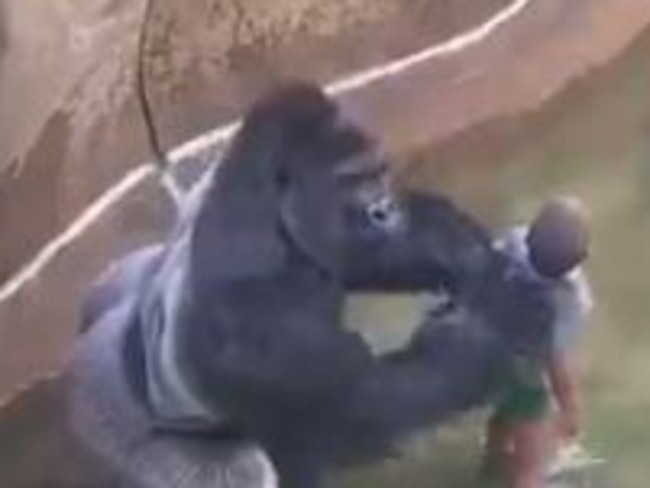 Seventeen-year-old gorilla Harambe was shot dead after a four-year-old boy fell into an enclosure at Cincinnati Zoo. Source: YouTube