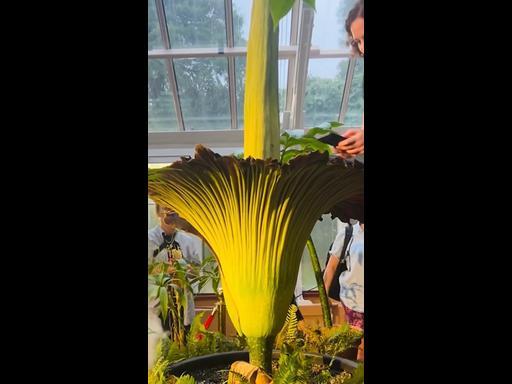 240125_Corpse_Flower_Blooms_9x16