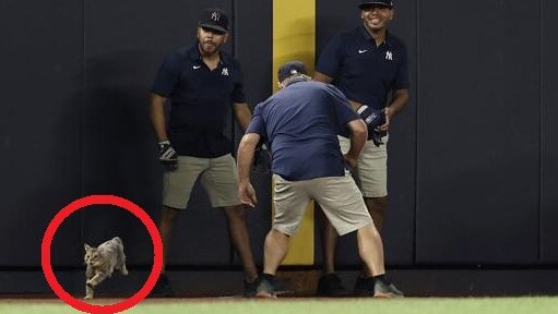 America stunned by rogue pitch invader