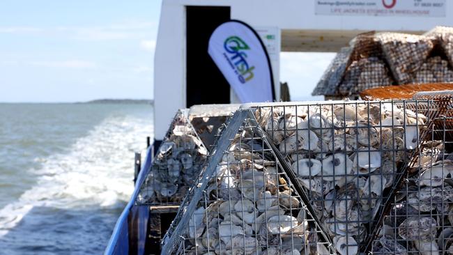 Some of the one million oyster shells deployed to save the reef. Picture- contributed.