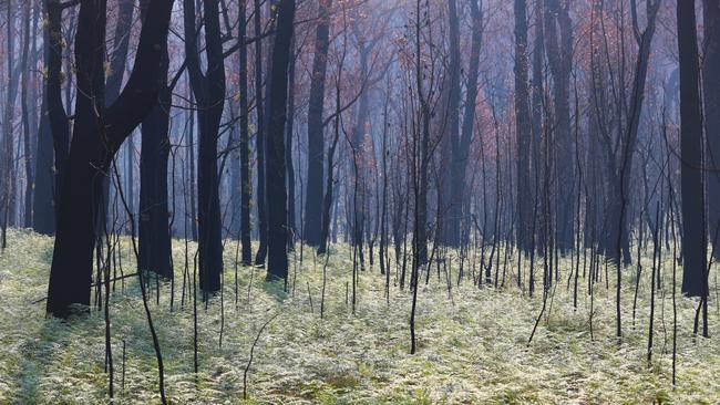 Regrowth is seen near Tambo Crossing beside the Great Alpine road in the Victorian high country after 2020’s bushfires