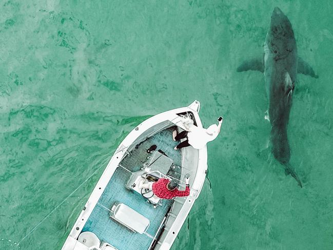 ***MUST CREDIT GEORGIA MATTS***, Drone picture of Massive great white shark spotted circling near a Whale carcass in Bulli beach. Spotted the morning of 11 of september 2020: Georgia Matts